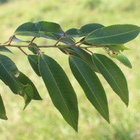 <i>Shirakiopsis indica</i>  (Willd.) Esser